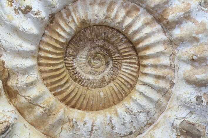 Monster, Jurassic Ammonite Fossil - Madagascar #77655